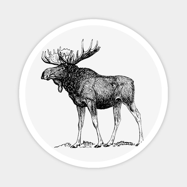 Vintage Moose Magnet by Vintage Sketches